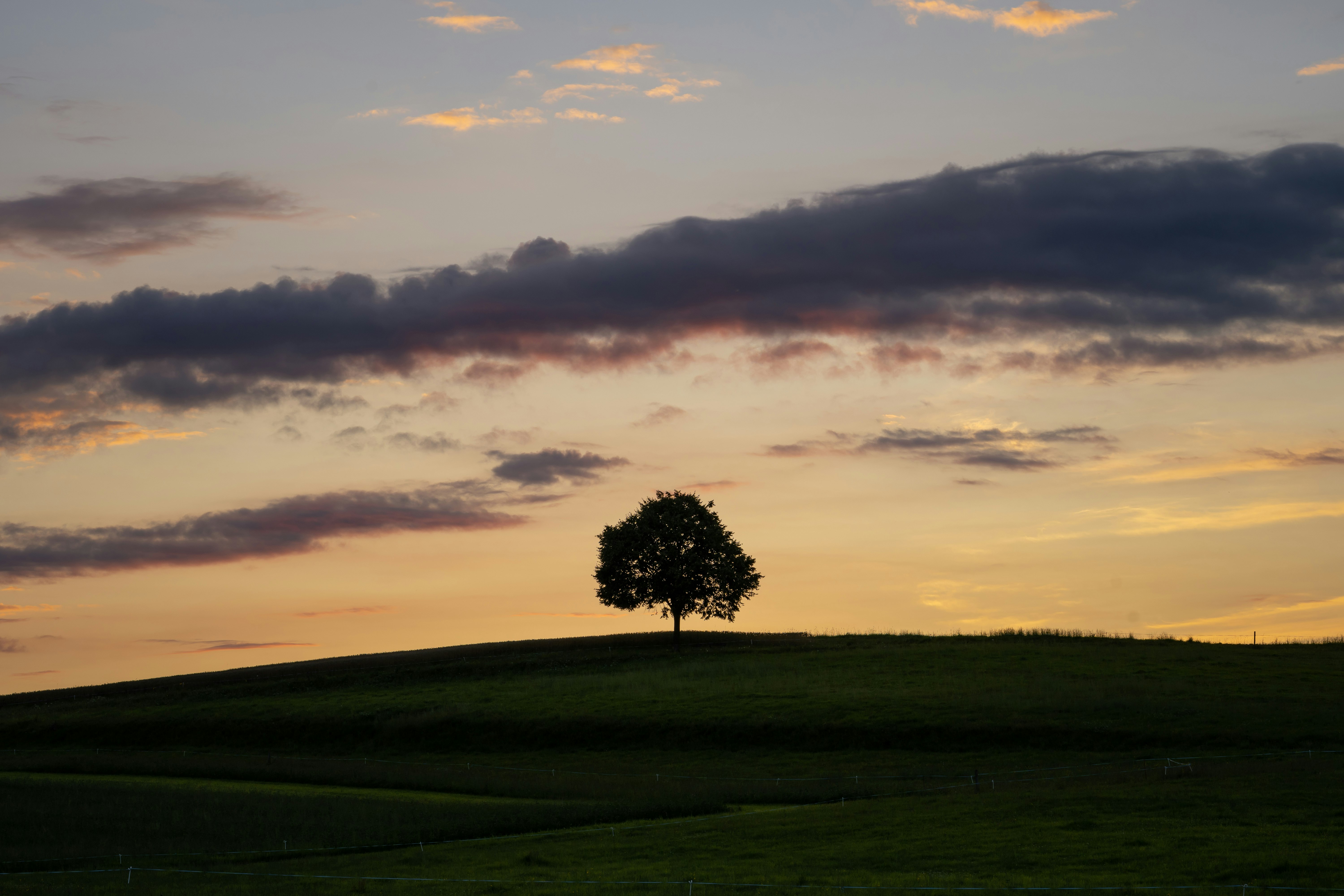 green tree on green grass field under cloudy sky during daytime